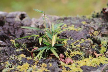 bir Seiryuden Japon eski tapınak Kyoto, Japonya.  