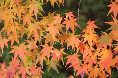 Sonbahar sezonu Bahçe Seiryuden Japon Tapınağı'nda  