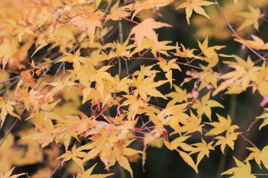 Sonbahar sezonu Bahçe Seiryuden Japon Tapınağı'nda  