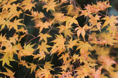 Sonbahar sezonu Bahçe Seiryuden Japon Tapınağı'nda  