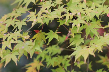 Sonbahar sezonu Bahçe Seiryuden Japon Tapınağı'nda  