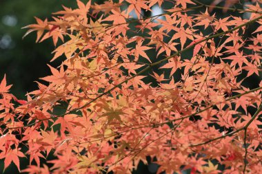 Sonbahar sezonu Bahçe Seiryuden Japon Tapınağı'nda  