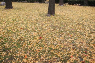 Ginkgo biloba Higashi Honganji Tapınağı Kyoto 