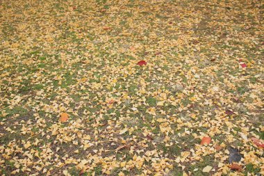 Ginkgo biloba Higashi Honganji Tapınağı Kyoto 