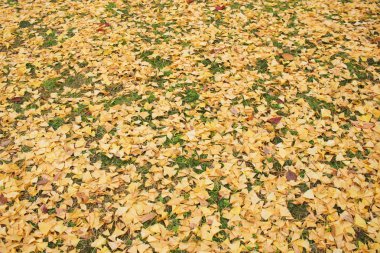 Ginkgo biloba Higashi Honganji Tapınağı Kyoto 
