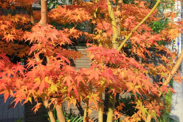 Um bordo em estação de outono de kyoto japão — Fotografia de Stock