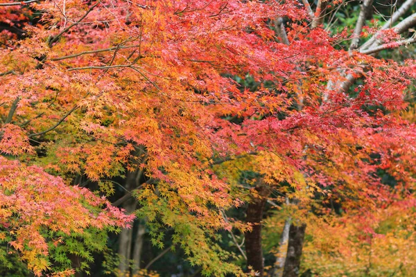 Сад осеннего сезона в японском храме Сейрюден — стоковое фото