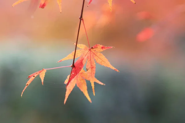 Seiryuden Japon kyoto Garden'da sezon sonbahar — Stok fotoğraf
