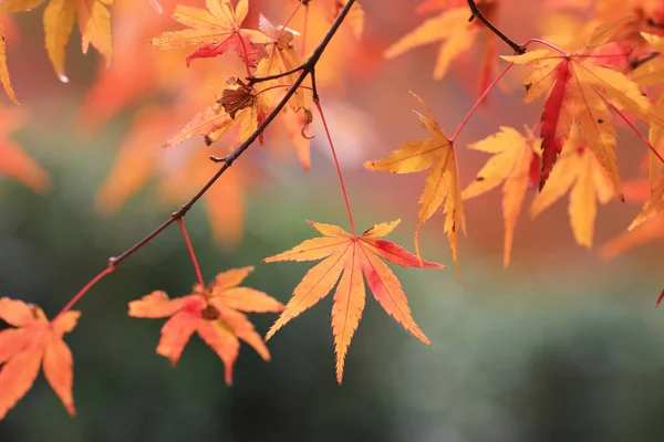 Seiryuden Japon kyoto Garden'da sezon sonbahar — Stok fotoğraf