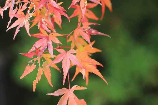 Fall season garden at Seiryuden Japanese kyoto — Stock Photo, Image