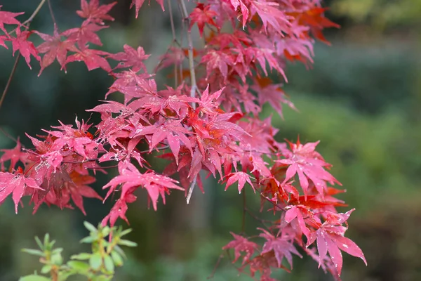 Jesienią sezonu ogród w kyoto japoński Seiryuden — Zdjęcie stockowe