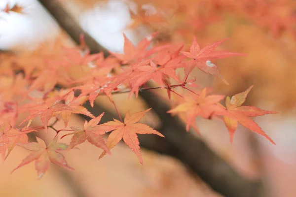 Őszi szezonban kerti Seiryuden japán templomban — Stock Fotó