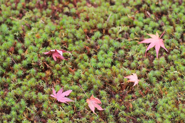 Seiryuden japonské starého chrámu v Kjótu, Japonsko. — Stock fotografie