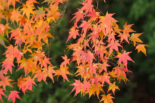 Jesienią sezonu ogród japoński świątyni Seiryuden — Zdjęcie stockowe