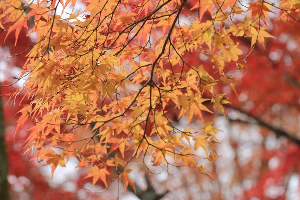 Сад осеннего сезона в японском храме Сейрюден — стоковое фото