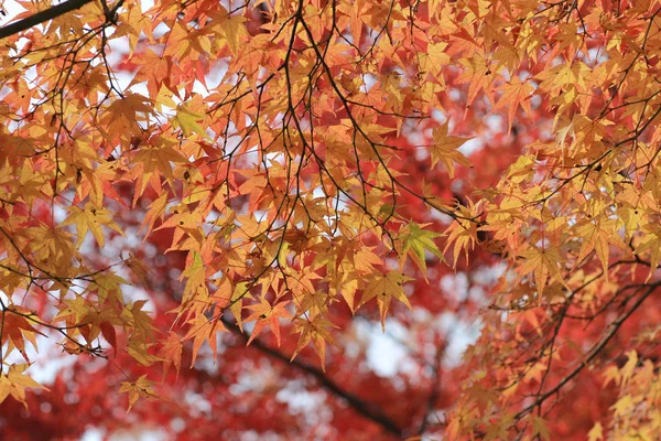 Seiryuden 日本のお寺で秋シーズン ガーデン — ストック写真