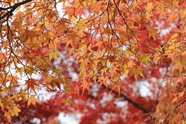 Jardín de la temporada de otoño en Seiryuden templo japonés — Foto de Stock