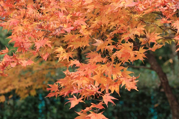 Fall season garden at Seiryuden Japanese  temple — Stock Photo, Image