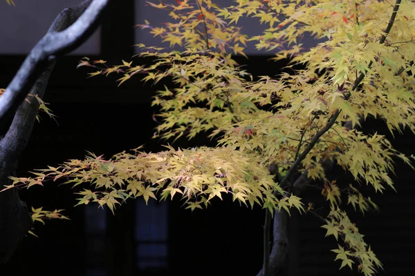 Shoren in Temple garden in Kyoto — стоковое фото