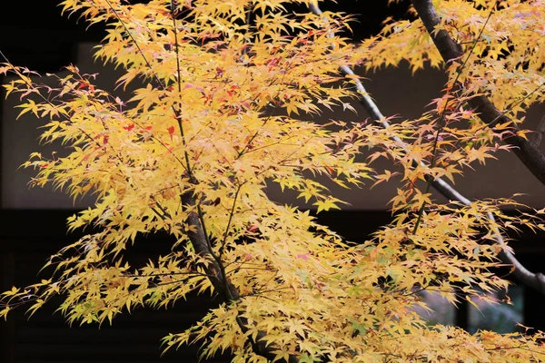 Shoren in Temple garden in Kyoto — стоковое фото