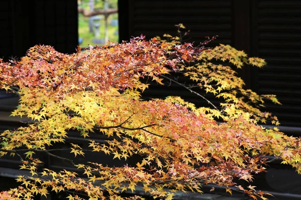 Shoren in Temple garden in Kyoto — стоковое фото