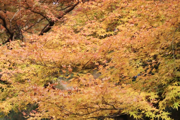 O Shoren no jardim do Templo em Kyoto — Fotografia de Stock