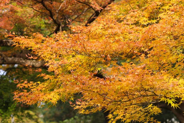 Le jardin Shoren in Temple à Kyoto — Photo