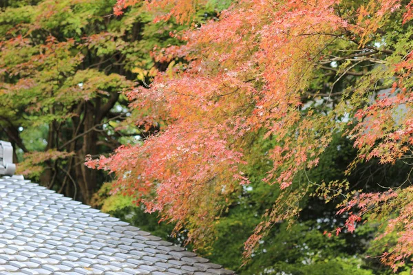 De Shoren in de tuin van de tempel in Kyoto — Stockfoto