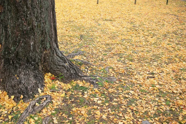 Un Ginkgo biloba au Temple Higashi Honganji Kyoto — Photo