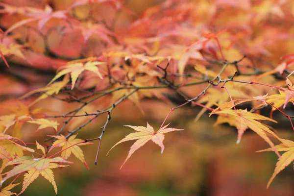 Fall season garden at Seiryuden Japanese  temple Stock Photo