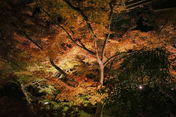 夜の秋のシーズン、永観寺 — ストック写真