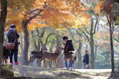  bir Nara geyik roam özgür içinde Nara Parkı, Japonya
