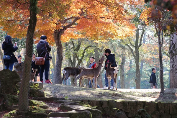 A Nara deer roam free in Nara Park, japan — Stock Photo, Image