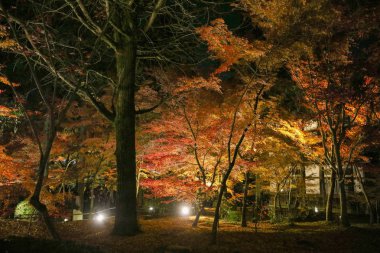 Sezon Eikando Tapınağı geceleri düşmek 