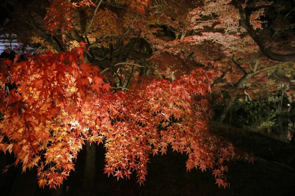 Saison d'automne Le temple Eikando la nuit — Photo