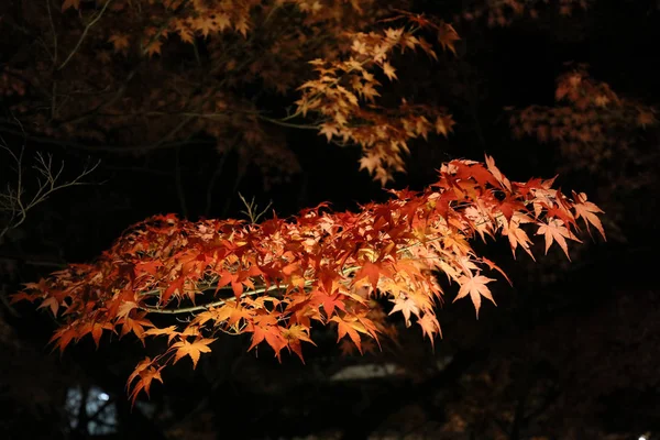 O jardim no templo Eikando noite kyoto — Fotografia de Stock