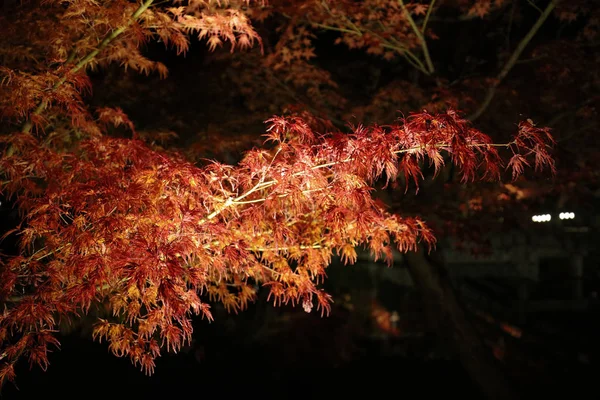 Saison d'automne Le temple Eikando la nuit — Photo