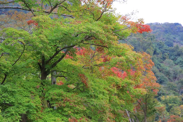 엔랴쿠 지의 지역 — 스톡 사진