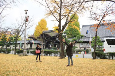 Ginkgo biloba Higashi Honganji Tapınağı Kyoto 