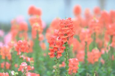 Aslanağzı majus ejderha çiçek çiçek bahçesinde.