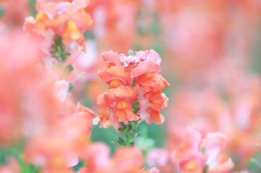 Aslanağzı majus ejderha çiçek çiçek bahçesinde.