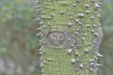 Orman ağaçları. doğa yeşil ahşap üzerine açık