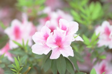 parkta güzel pembe ormangülü çiçek