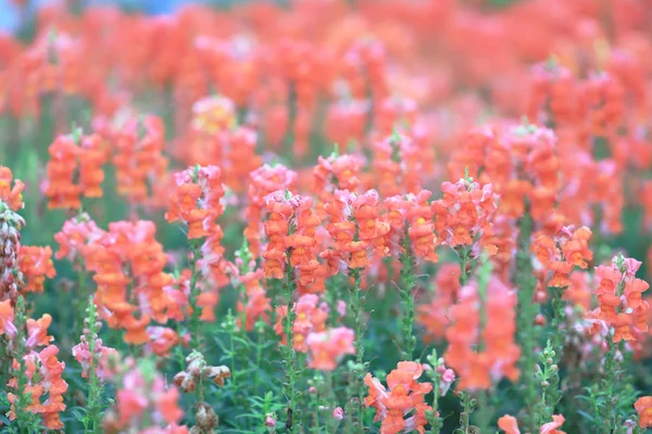 Antirrhinum majus dragon blomma blommar i trädgården. — Stockfoto