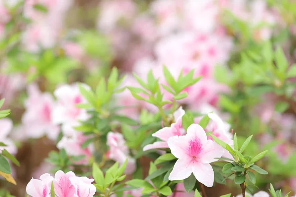 Krásný Růžový rododendron květiny v parku — Stock fotografie