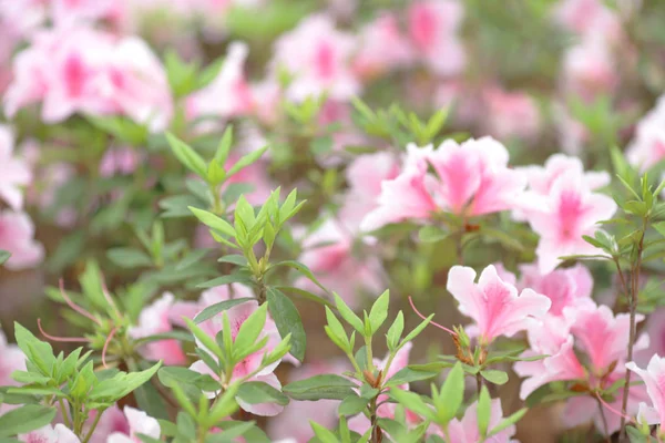 Um lindo rododendro rosa flores no parque — Fotografia de Stock