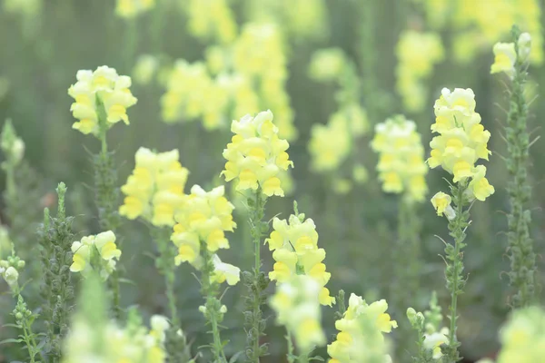 The Antirrhinum majus dragon flower in bloom in garden. — Stock Photo, Image