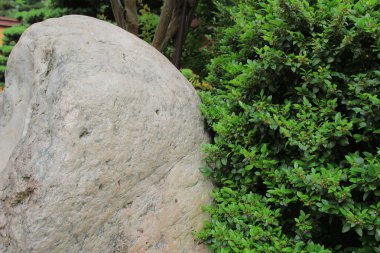 yaslanarak bonsai ağacı, chi lin rahibe manastırı, hong kong