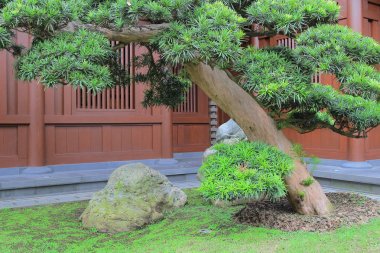 Leaning bonsai tree, Chi Lin Nunnery, Hong Kong clipart