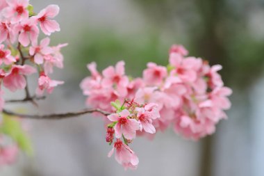 bir Bahar Kiraz çiçekleri, tko pembe çiçekler